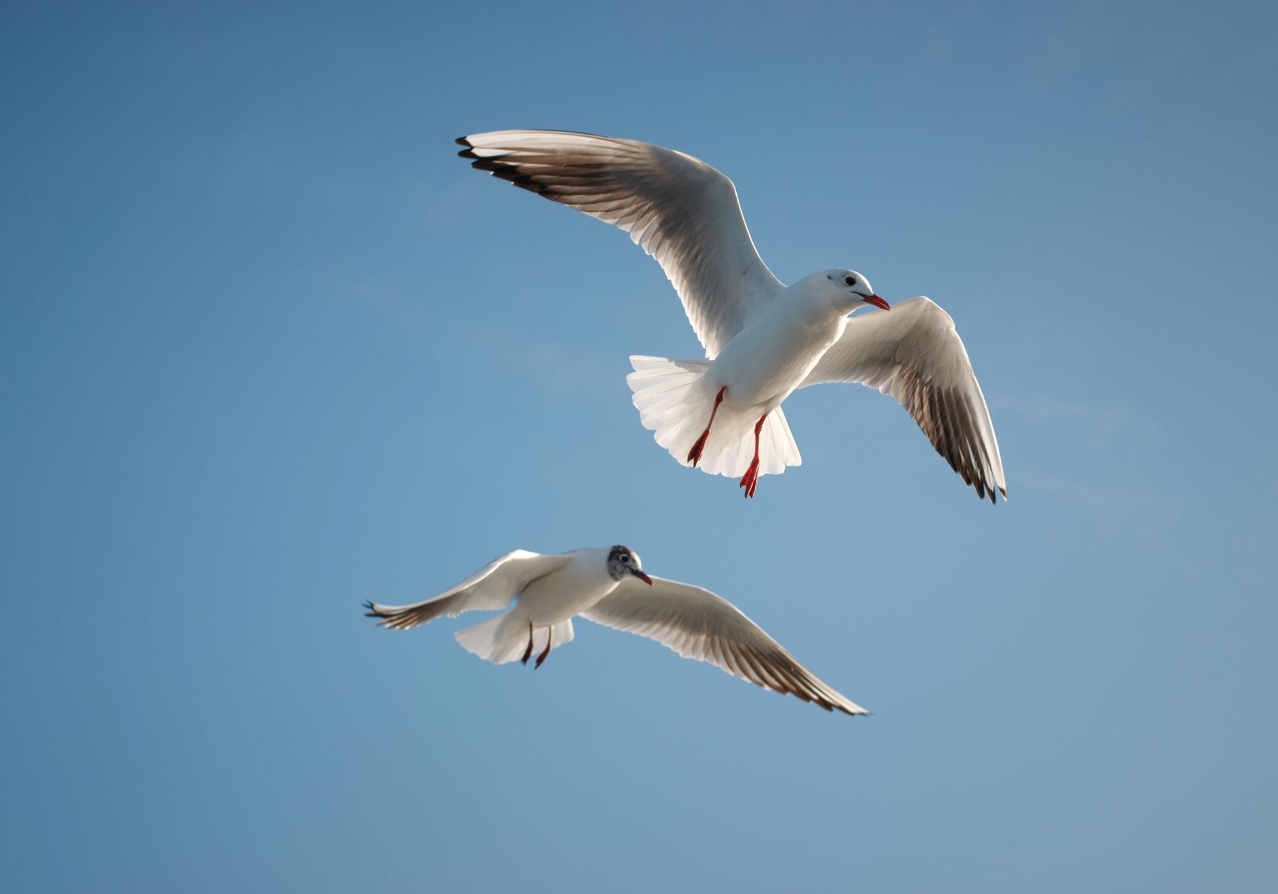 Flying gulls