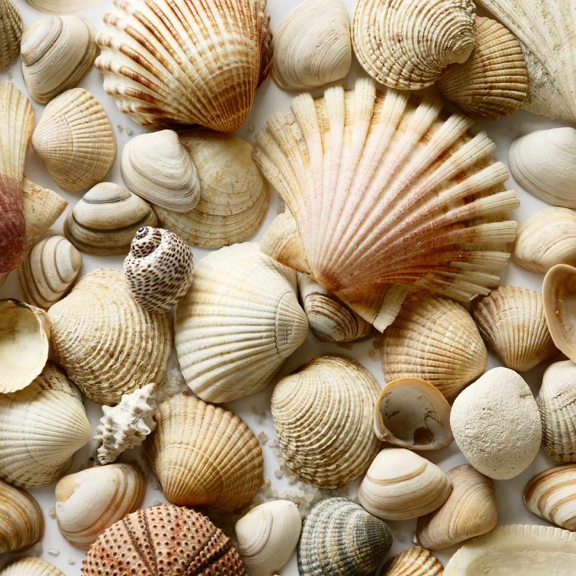 Shells